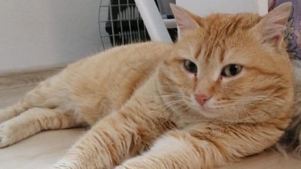 Учитель из Нижнего Тагила взяла себе бездомного кота и через три часа его усыпила