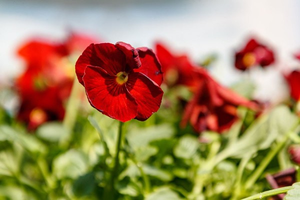 Росприроднадзор подарит детям путёвку в «Орлёнок» за спасение экологии Росприроднадзор подарит детям путёвку в «Орлёнок» за спасение экологии