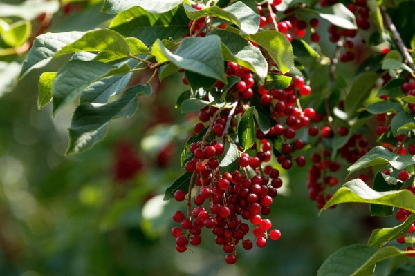 Последняя неделя июля на Урале будет прохладной