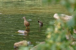 Два штрафа и предупреждение: спасатели проинспектировали отдых горожан на водоёмах Два штрафа и предупреждение: спасатели проинспектировали отдых горожан на водоёмах