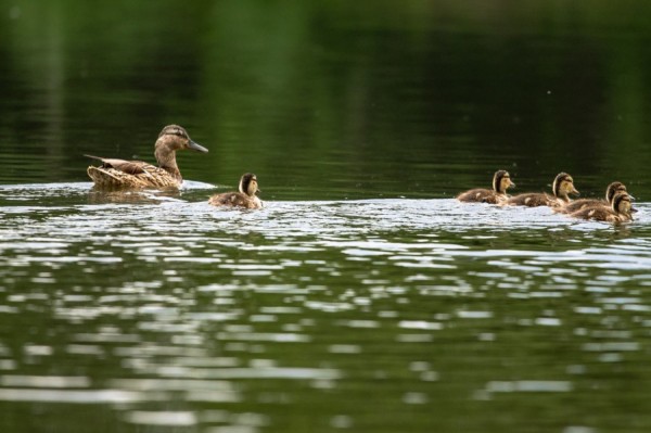 На Урале похолодает, затем придёт новая жара