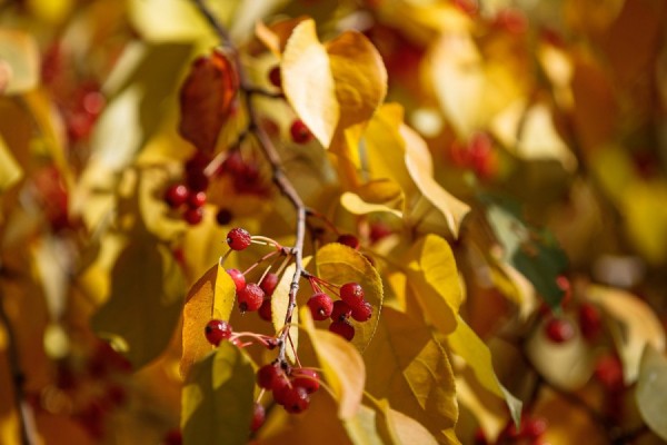 Синоптики подсчитали количество оставшихся тёплых дней на Урале