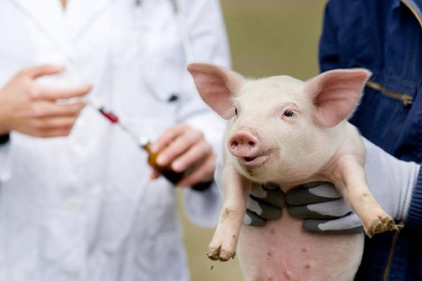 Африканская чума свиней: в регионе объявлен карантин Африканская чума свиней: в регионе объявлен карантин