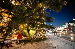 Ели у ратуши Екатеринбурга стали частью ансамбля новогоднего городка Ели у ратуши Екатеринбурга стали частью ансамбля новогоднего городка