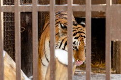 Алексей Шмыков и Алексей Орлов посетили зоопарк и заложили новогоднюю традицию