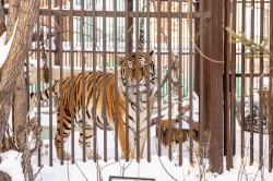 Алексей Шмыков и Алексей Орлов посетили зоопарк и заложили новогоднюю традицию