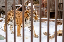 Алексей Шмыков и Алексей Орлов посетили зоопарк и заложили новогоднюю традицию