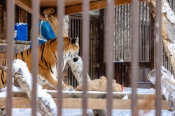 Алексей Шмыков и Алексей Орлов посетили зоопарк и заложили новогоднюю традицию