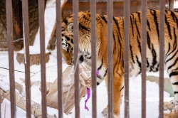 Алексей Шмыков и Алексей Орлов посетили зоопарк и заложили новогоднюю традицию