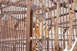 Алексей Шмыков и Алексей Орлов посетили зоопарк и заложили новогоднюю традицию