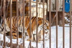 Алексей Шмыков и Алексей Орлов посетили зоопарк и заложили новогоднюю традицию