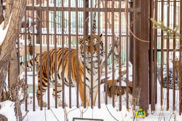 Алексей Шмыков и Алексей Орлов посетили зоопарк и заложили новогоднюю традицию