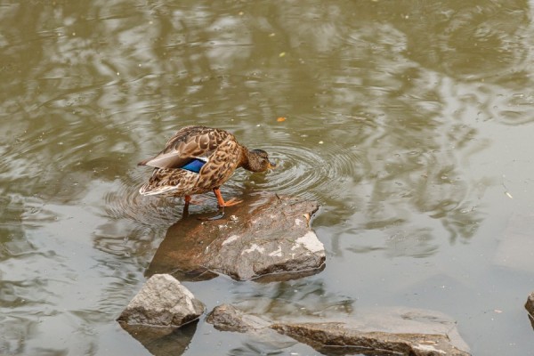 Какой будет набережная Исети? Архитекторы предлагают создать оазис биоразнообразия