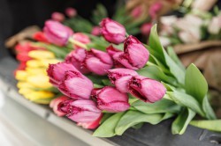 Цветочная ярмарка в центре Екатеринбурга всё-таки открылась