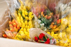 Цветочная ярмарка в центре Екатеринбурга всё-таки открылась