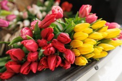 Цветочная ярмарка в центре Екатеринбурга всё-таки открылась