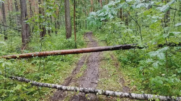 В Шарташском лесопарке предупредили о падении деревьев из-за размытой почвы